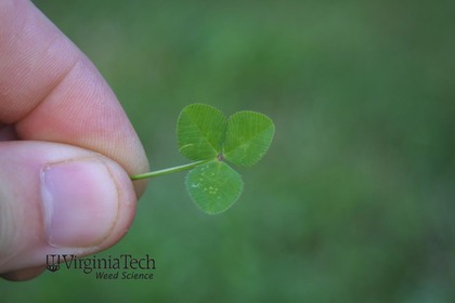 Weed photograph 5
