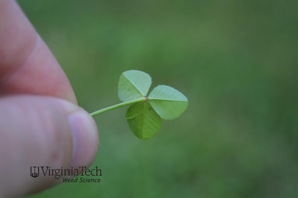 Weed photograph 6
