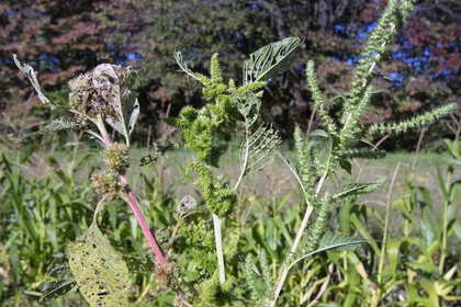 Weed photograph 2