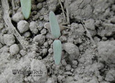 Weed photograph 3