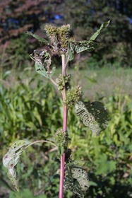 Weed photograph 4