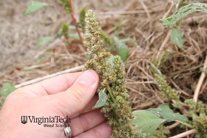 Weed photograph 5