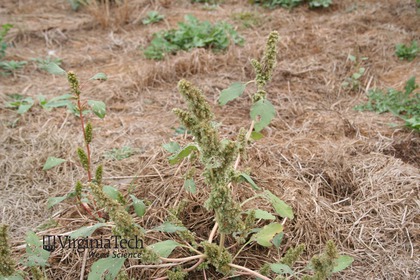 Weed photograph 6