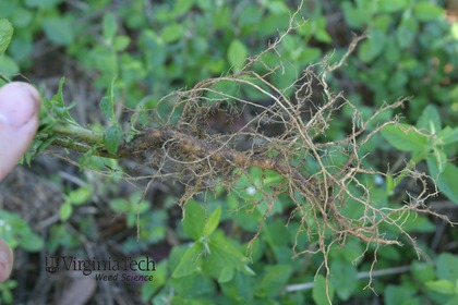 Weed photograph 2