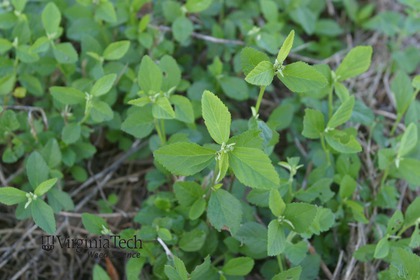 Weed photograph 3