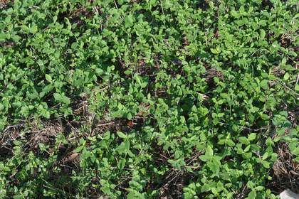 Weed photograph 4