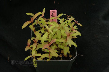 Weed photograph 1