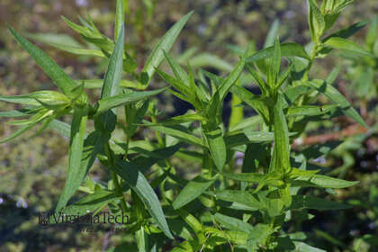 Weed photograph 2