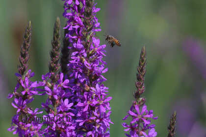 Weed photograph 3