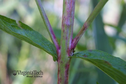 Weed photograph 6