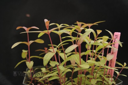 Weed photograph 8