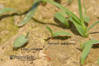 Weed photograph 2