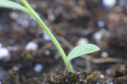 Weed photograph 3