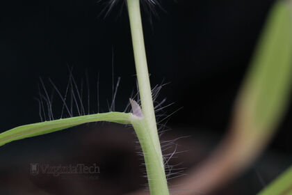 Weed photograph 4