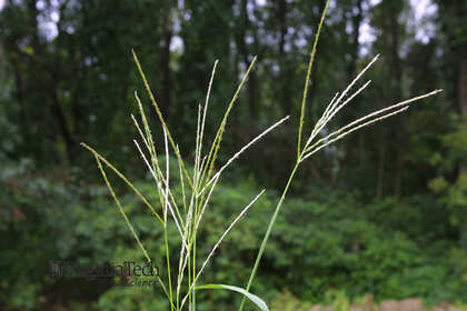 Weed photograph 5