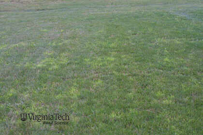 Weed photograph 6