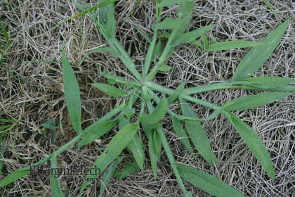Weed photograph 7