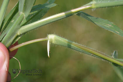 Weed photograph 8