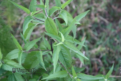 Weed photograph 2