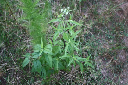 Weed photograph 3