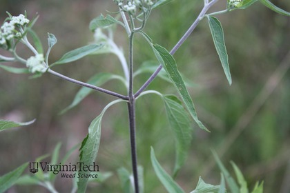 Weed photograph 4