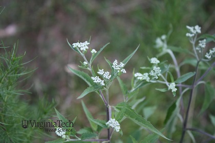 Weed photograph 5