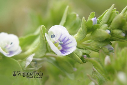 Weed photograph 1