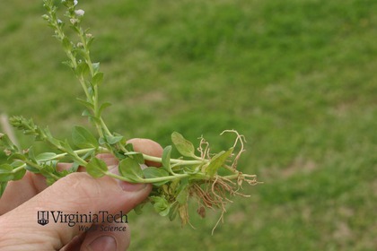 Weed photograph 2