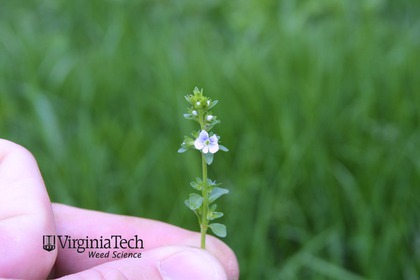 Weed photograph 3