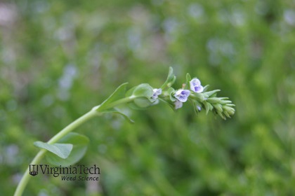 Weed photograph 6
