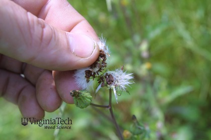 Weed photograph 3