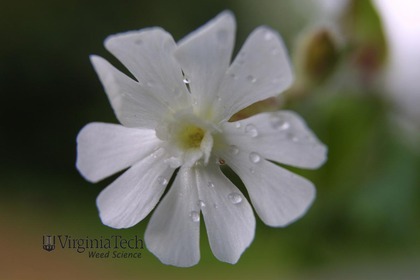Weed photograph 1