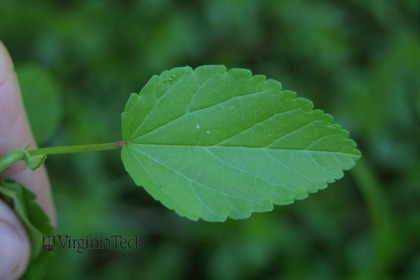 Weed photograph 2