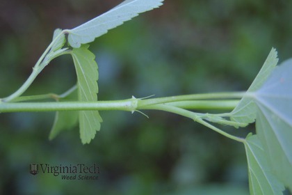 Weed photograph 3