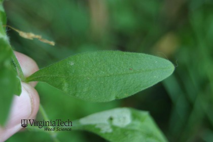 Weed photograph 3
