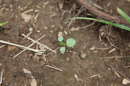 Weed photograph 5