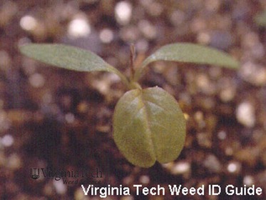 Weed photograph 1