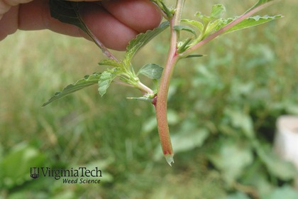 Weed photograph 3