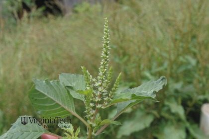 Weed photograph 4