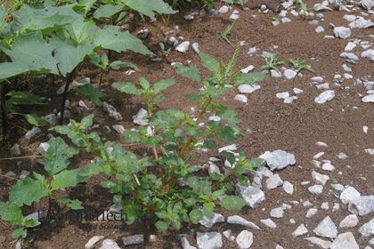 Weed photograph 5