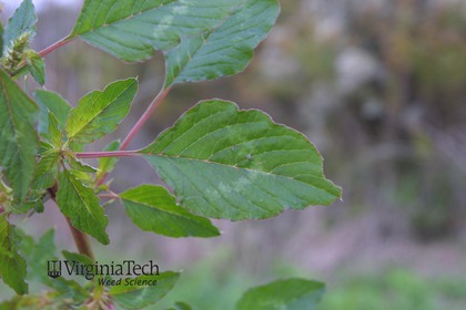 Weed photograph 6