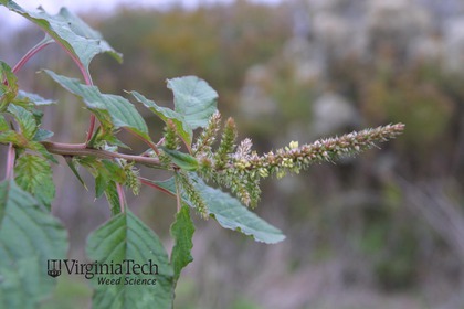 Weed photograph 7