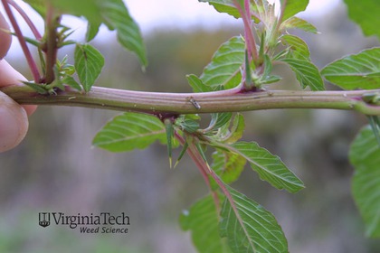 Weed photograph 8
