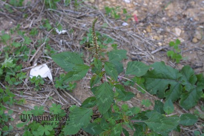Weed photograph 9