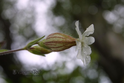 Weed photograph 4