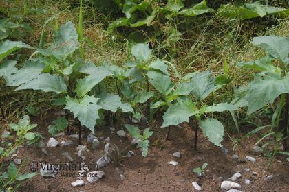 Weed photograph 3