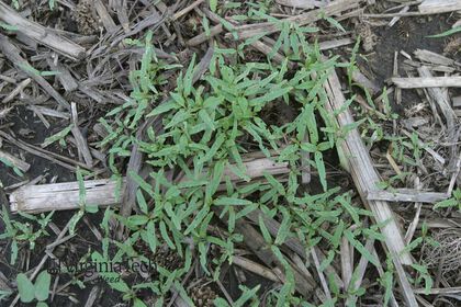 Weed photograph 5