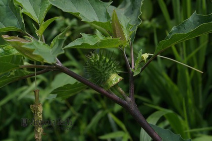 Weed photograph 6