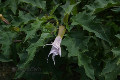 Weed photograph 7
