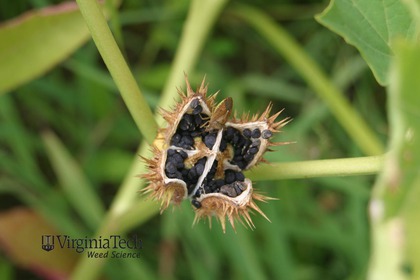 Weed photograph 8
